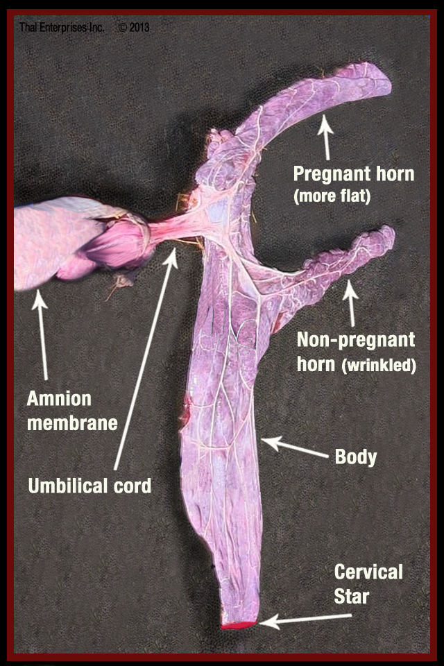 Equine Placenta