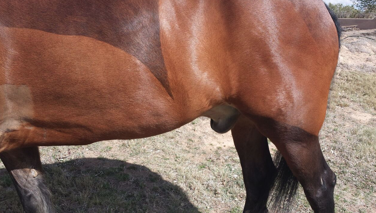 Sheath Swelling &amp; Ventral Edema, Horse in Heart Failure
