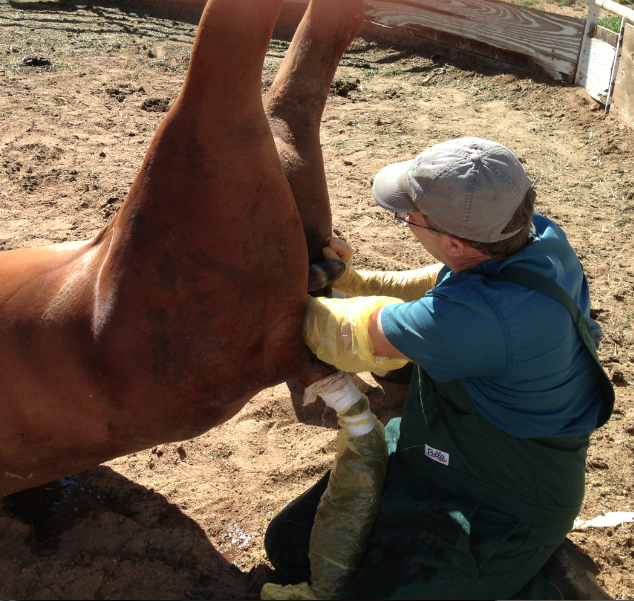 Severe Dystocia No. 1