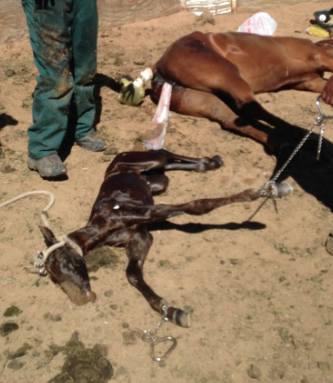 Severe Dystocia No. 2