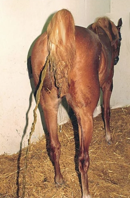 Diarrhea, Adult Horse