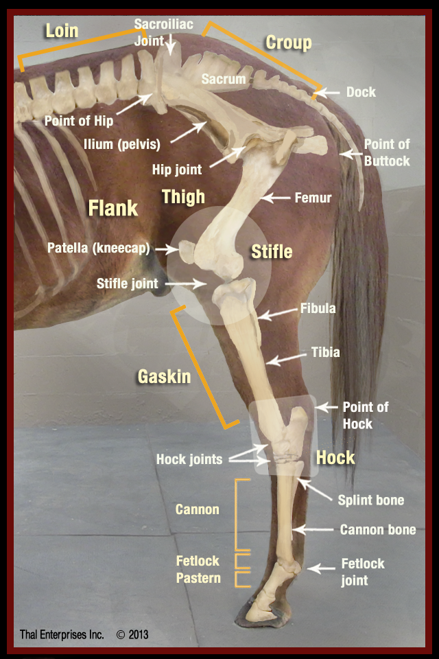 Hind Limb
