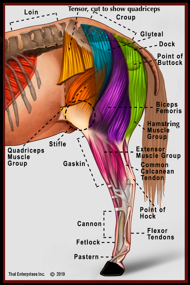 Superficial Hind Limb Muscles, Side View